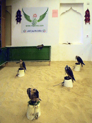 Blindfolded Sitting Falcons