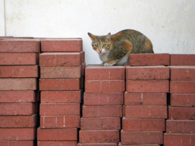 Staring Cat on Columns of Bricks