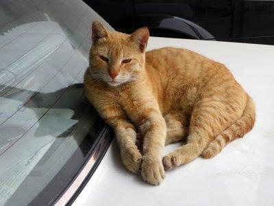 Relaxed Ginger Cat