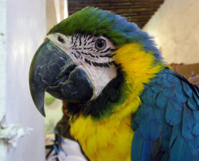 Qatari Parrot