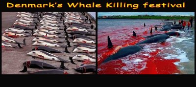 Denmark's Whale Killing Festival !!