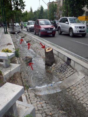 Illegal Cutting 1.jpg