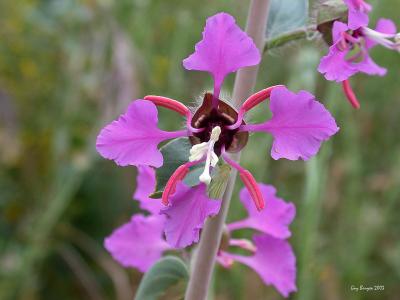 Clarkia unguiculata