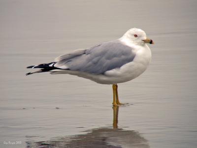 Ring-billed Gull