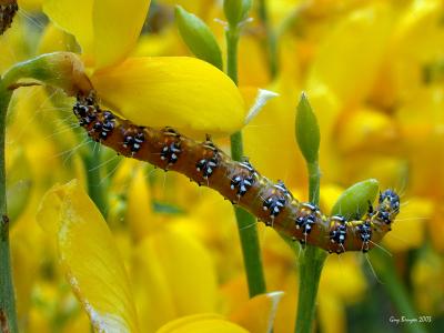 Pyralid Caterpillar