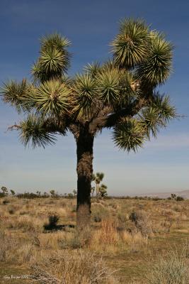 Yucca brevifolia