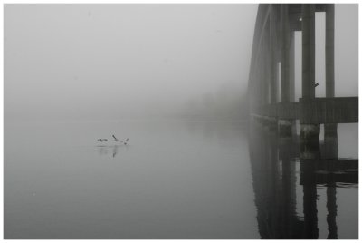 Fishing seagulls