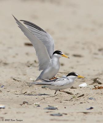 Mating Dance