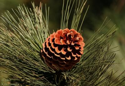 pinecone1.jpg