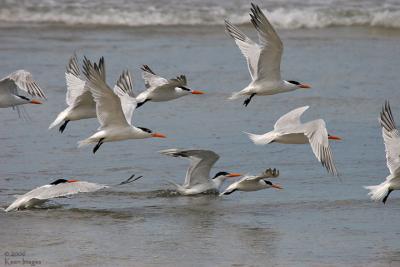 terns1.jpg