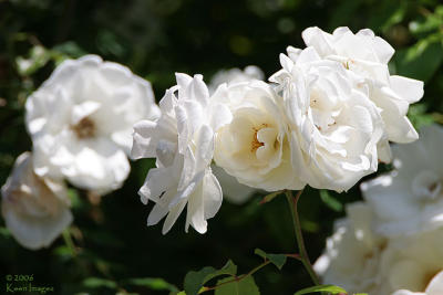 rose1.jpg