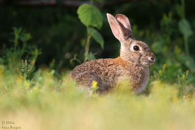 bunny1.jpg