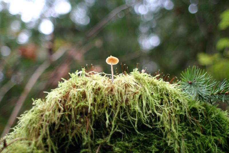 Mushroom on log