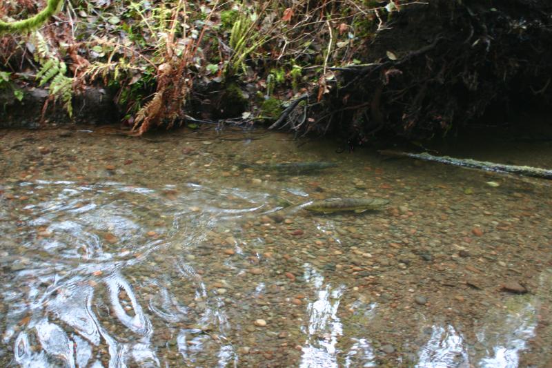 Salmon Spawning