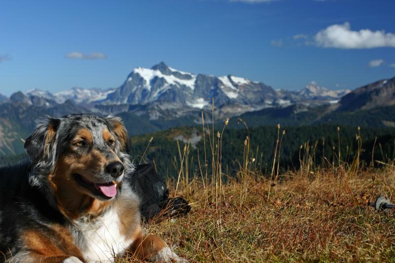 Happy Aussie Sherperd enjoying view, Mt. Shuksin