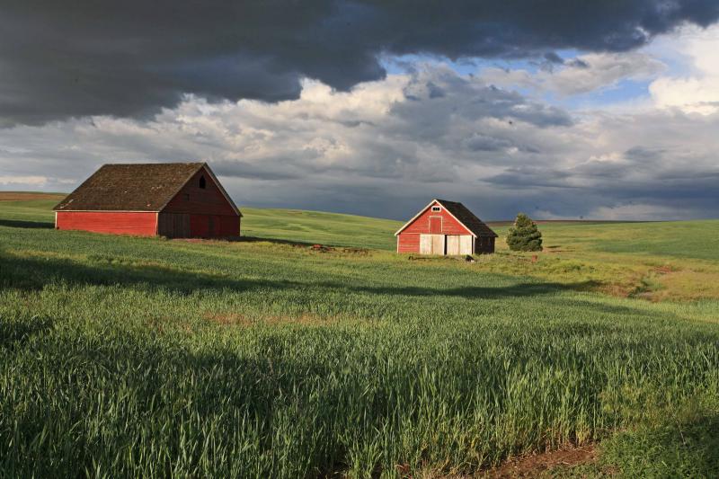 Barns  Near Farmer Wash.