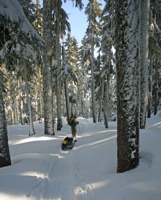 Pulling Sled Through Trees,,