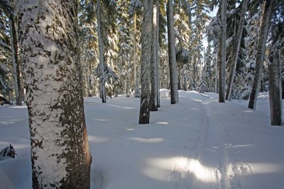 Snow Plastered Trees After Storm