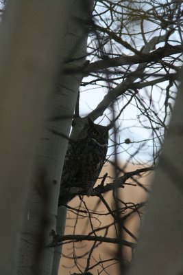 Great Horned Owl