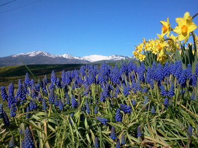 Spring flowers,Snow Capped Peaks,,
