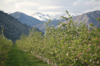 Manson Apple Blossoms