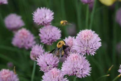 Bumblebee InThe Chives