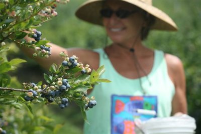 Picking Blueberries At Blueberry Hills