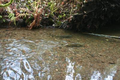  McClain creek near Olympia Washington is home to thousands of spawning salmon each Nov. ( Great after Thanksgiving dinner walk on nice boardwalk!)