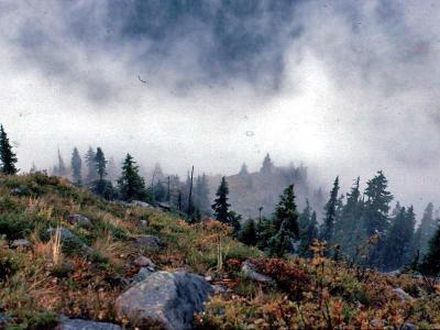 Fall Colors near Snoqualmie Pass