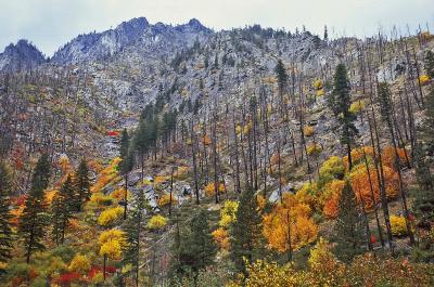 Fall hillside Near Leavenworth Washington