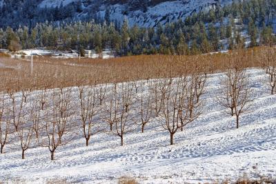 Orchard of Snow.