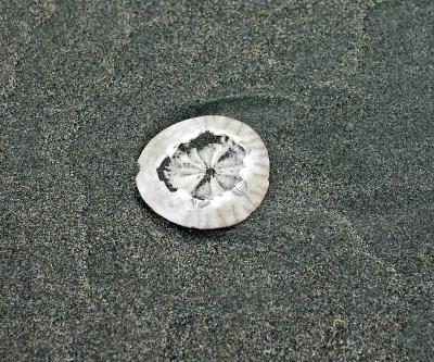  The   Unwanted Sand Dollar