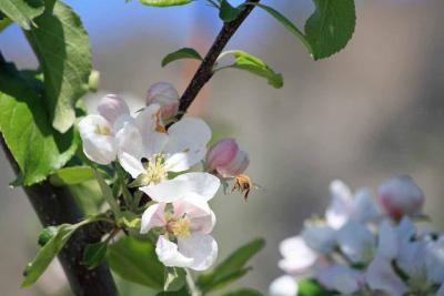 Bee coming in for landing on Apple blossom