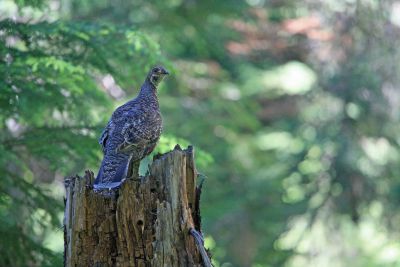  Mother Grouse Calls For Her Chicks