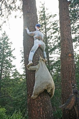  Treed, Bear chases man up tree.