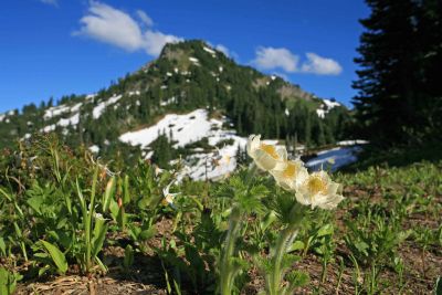 Wildflowers near Chinook Pass