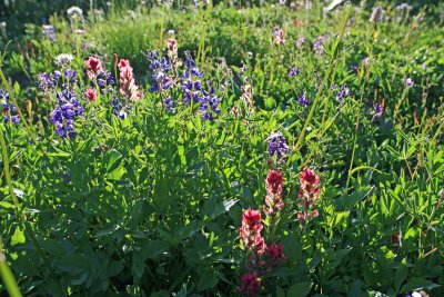  Paintbrush and Lupine in the Morning