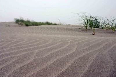 Sand In The Dunes