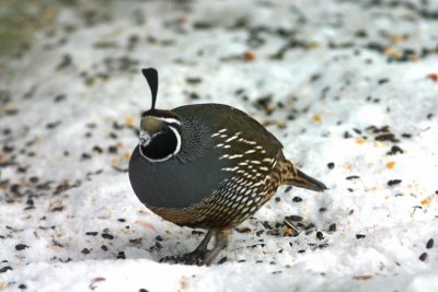 California Quail Are Abunant In Ardenvoir