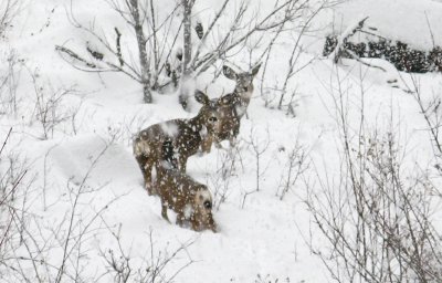  Three Mule Deer Walking In Snow Storm