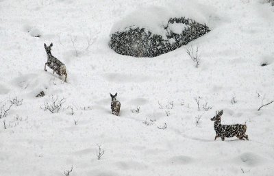  Mule Deer Out For A Food Run In Bad Snow