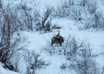  Big  Mule Deer  Buck Grooms Himself   In Mad River Valley
