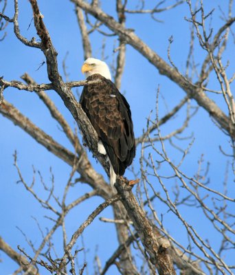  Bald Eagle Perched Above Entiat River In Winter