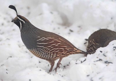 California Quail In Back Yard ( Shot Through  Kitchen Window Glass )