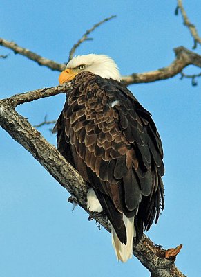 Bald Eagle Over Entiat River