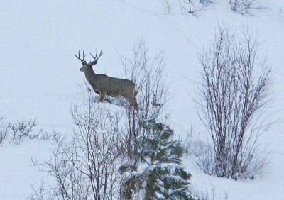   Big Daddy Muley Comes Down To Ardenvoir