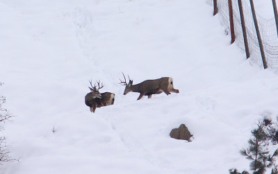 Survivors Of Hunting Season  Now Take On A Hard Winter