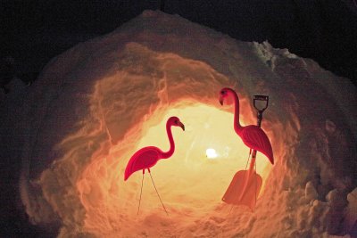   These Trained Flamingos Will Keep You Safe Of Bears, Cougars, Rattle Snakes, Ticks, Spiders, As You Sleep In The Wild... The Perfect Guard System.....