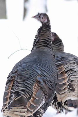  Wild Turkeys Along Mad River