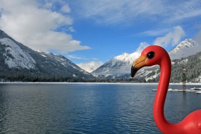 Our Pet  Flamingo  Back Safe From Snow In Stehekin